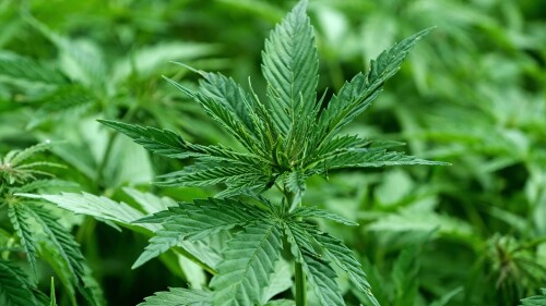 119046-716626161.mp4