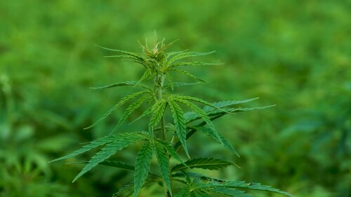 119714-718927388.mp4