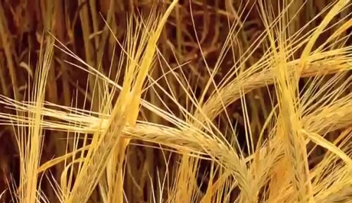 The Best Marijuana Documentary Of All Time